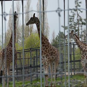 Jenga, Jagar and Milo (Rothschild's giraffe)