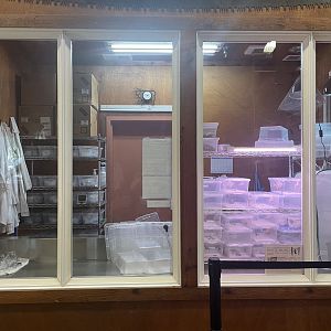 Behren’s silverspot breeding lab