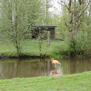 Flamingo enclosure (American flamingo)