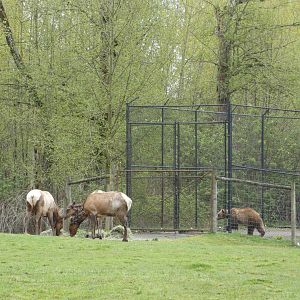 So close, yet so far (American elk and Grizzly bear)