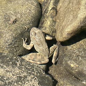 Foothill Yellow-legged Frog