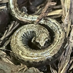 California slender salamander