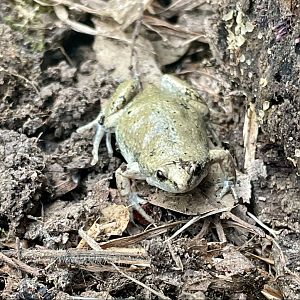 Western Narrow-mouthed Toad