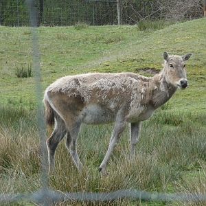 Ziya (Père David's deer)