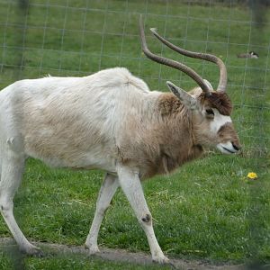 Seguara (Addax)