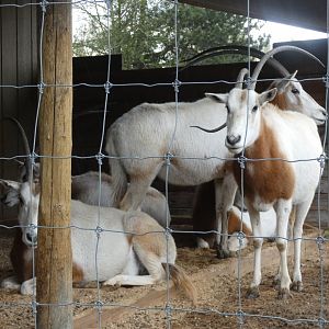 The Ladies (Scimitar-horned oryx)
