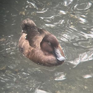 Duck ID?