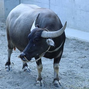 Domestic Water Buffalo