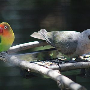 Female Red-bellied Parrot & Fischer's Lovebird [May 11, 2022]