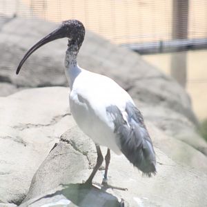 One of the Zoo's New Malagasy Sacred Ibises [May 11, 2022]