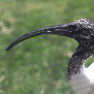 Close Up of a Malagasy Sacred Ibis [May 11, 2022]