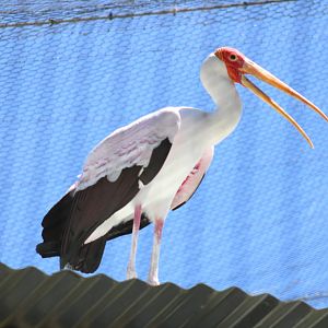 One of the Zoo's New Yellow-billed Storks [May 11, 2022]