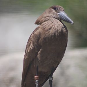 One of the Zoo's Hamerkops [May 11, 2022]