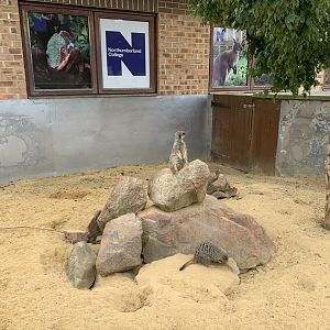 Meerkat Enclosure at Northumberland College Zoo (2020)