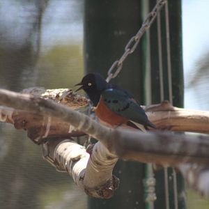 One of the Zoo's Superb Starlings [May 11, 2022]