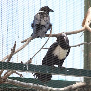 The Zoo's Resident Pair of Pied Crows [May 11, 2022]