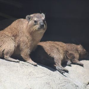 The Zoo's New Rock Hyraxes [May 11, 2022]