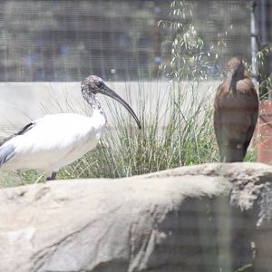 Hamerkop & Malagasy Sacred Ibis [May 11, 2022]