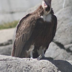 One of the Zoo's New Hooded Vultures [May 11, 2022]