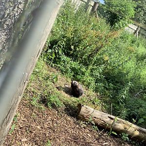 Raccoon Dog Enclosure at Northumberland College Zoo (2020)