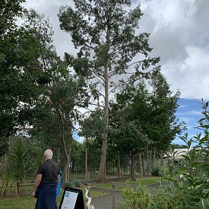 Eucalyptus Tree at Northumberland College Zoo (2020)