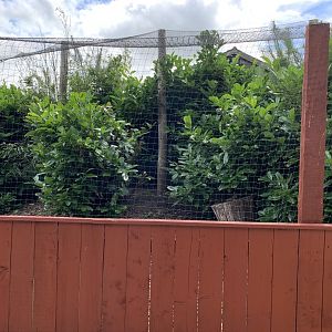 Raccoon Dog Enclosure at Northumberland College Zoo (2020)