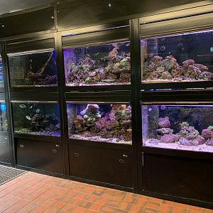 Fish Tanks at Northumberland College Zoo (2020)
