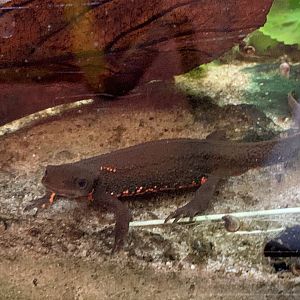Fire Belly Newt (?) at Northumberland College Zoo (2020)