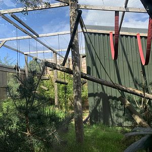 Black-and-white Ruffed Lemur Enclosure at Northumberland College Zoo (2020)