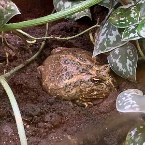 Cranwell's Horned Frog (?) at Northumberland College Zoo (2020)