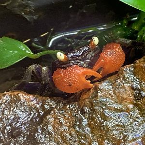 Red Devil Vampire Crab at Northumberland College Zoo (2020)