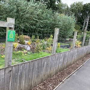 Duck Enclosure at Northumberland College Zoo (2020)