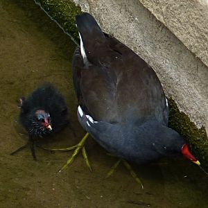 Common moorhen and chick
