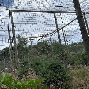 Ring-tailed Lemur Enclosure at Northumberland College Zoo (2020)