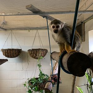 Squirrel Monkey Indoor Enclosure at Northumberland College Zoo (2020)