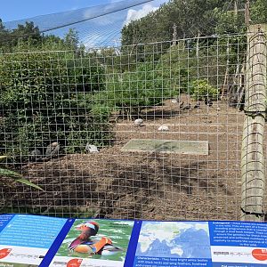 Wetlands Aviary at Northumberland College Zoo (2020)