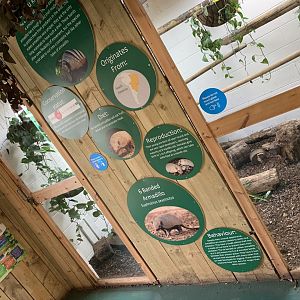 Six-banded Armadillo Enclosure at Northumberland College Zoo (2020)