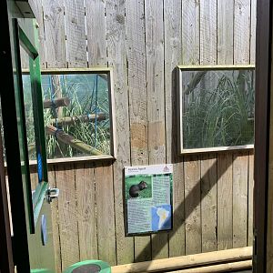 Squirrel Monkey / Azara's Agouti Enclosure at Northumberland College Zoo (2020)