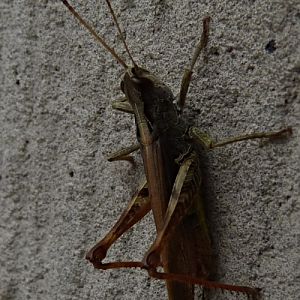 Gomphocerippus rufus, male