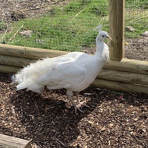 Leucistic Peafowl at Northumberland College Zoo (2020)