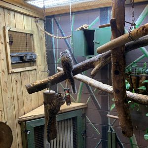 Common Marmoset Indoor Enclosure at Northumberland College Zoo (2020)