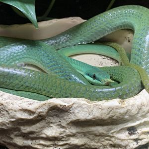 Rhinoceros Ratsnake at Northumberland College Zoo (2020)