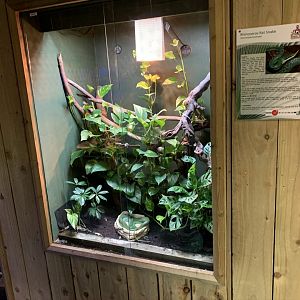 Rhinoceros Ratsnake Exhibit at Northumberland College Zoo (2020)