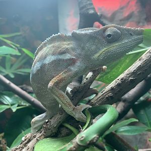 Panther Chameleon (?) at Northumberland College Zoo (2020)
