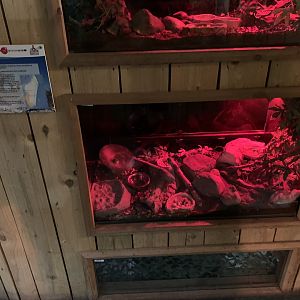 Lesser Hedgehog Tenrec Enclosure at Northumberland College Zoo (2020)