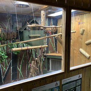 Emperor Tamarin / Pygmy Marmoset Indoor Enclosure at Northumberland College Zoo (2020)
