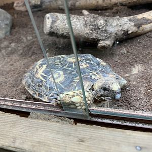 Pancake Tortoise at Northumberland College Zoo (2020)