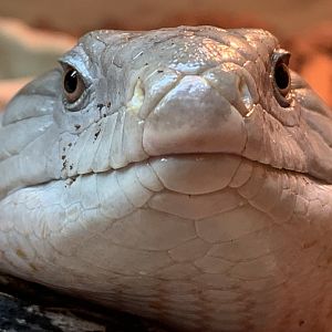 Irian Jaya Blue Tongue Skink at Northumberland College Zoo (2020)