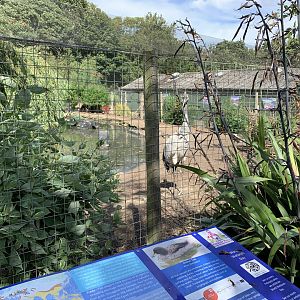 Wetlands Aviary at Northumberland College Zoo (2020)