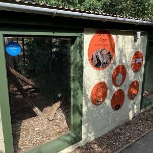 Common Genet House at Northumberland College Zoo (2020)